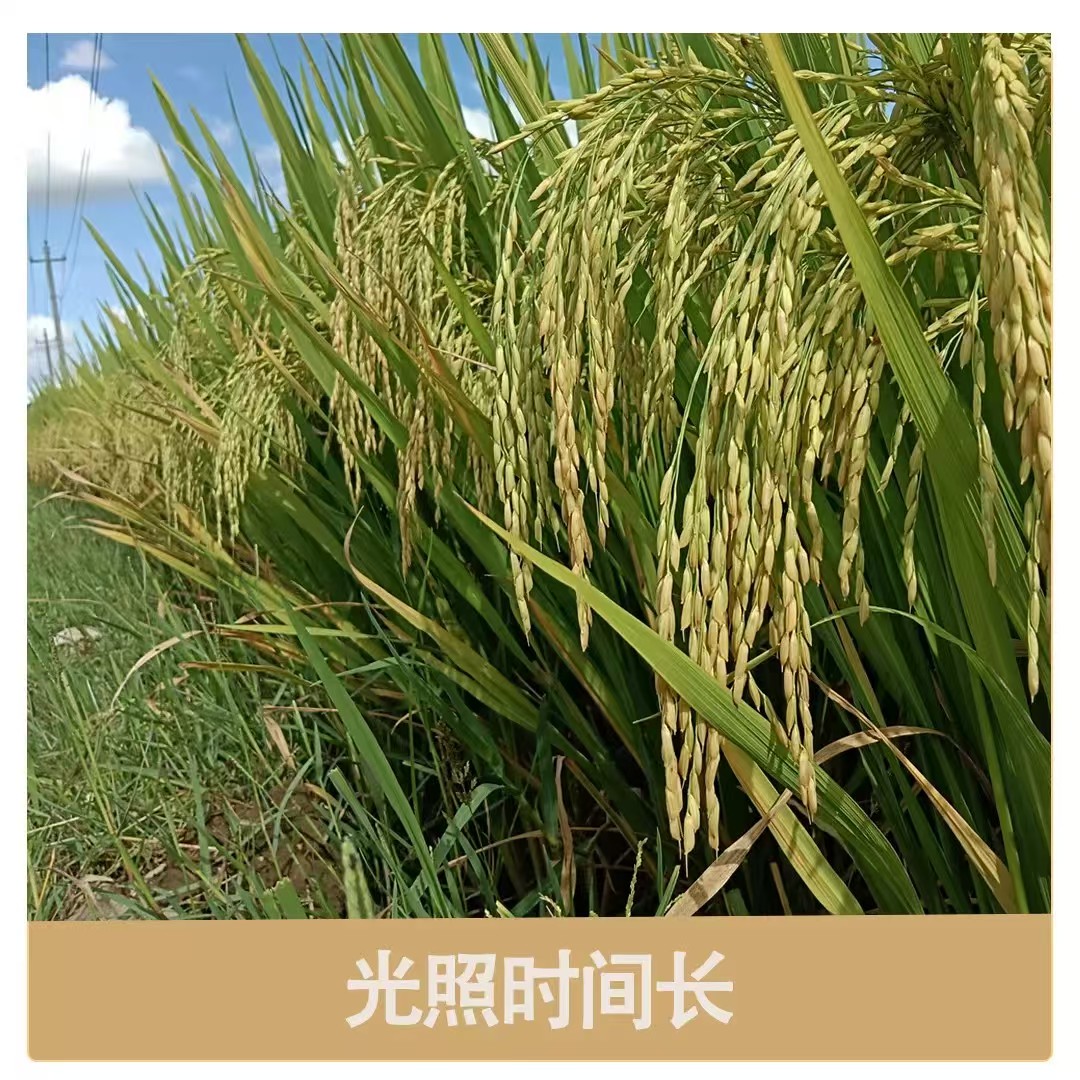 2025年当季新米贵州平坝高峰十里香大米5000克袋装香稻种子视频