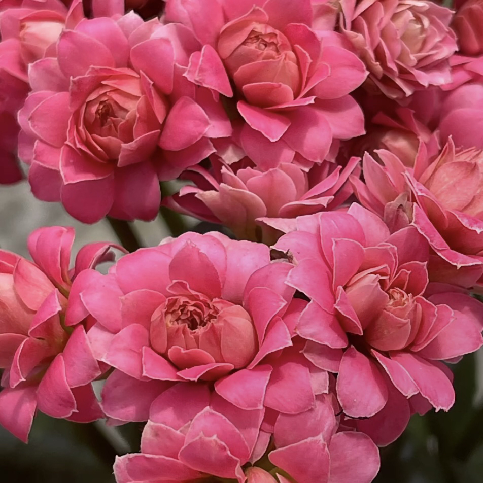 天骄超大花110盆重瓣长寿花