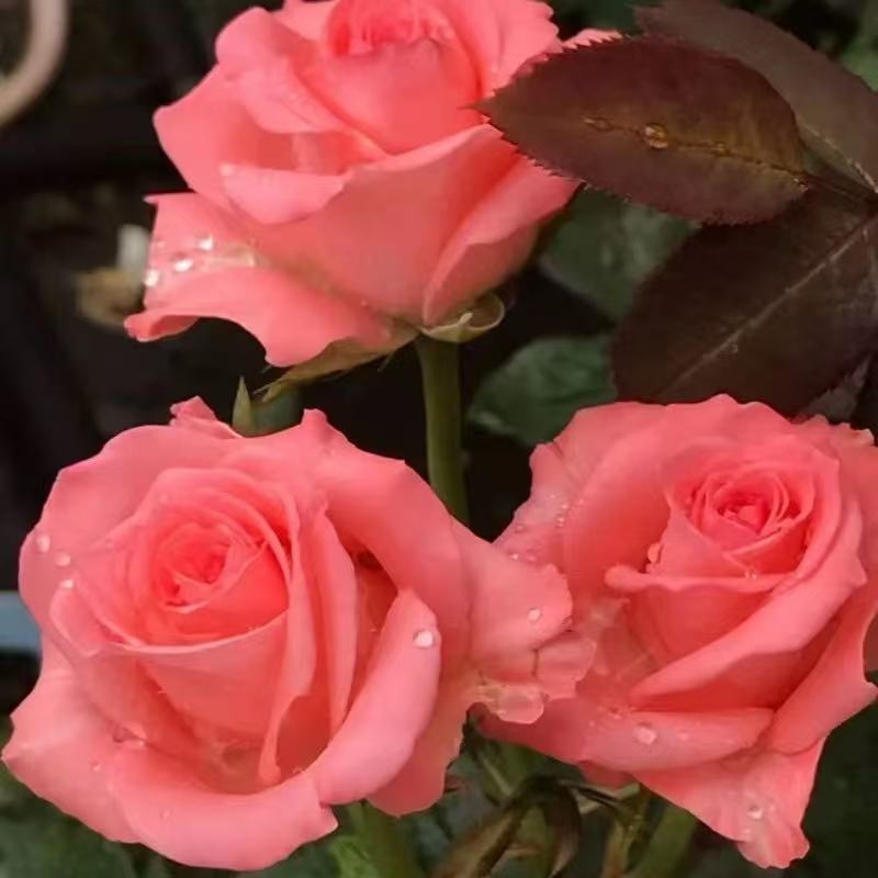 【仙度瑞拉】粉色多头勤花丰花四季开花南北方室外阳台庭院盆栽地栽