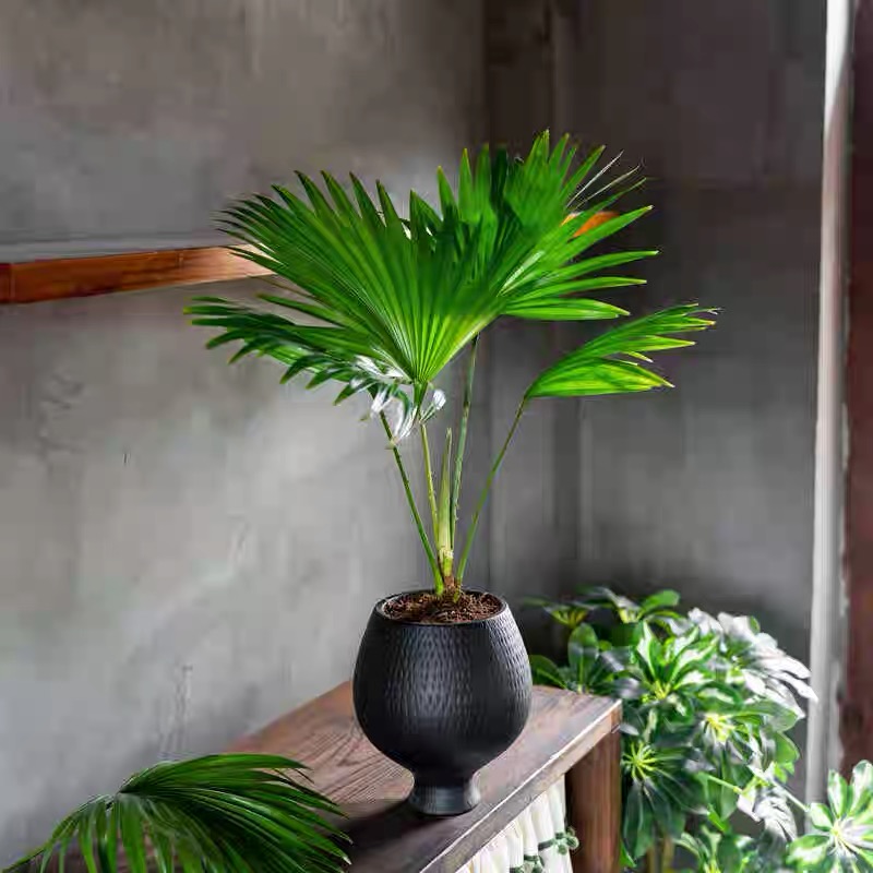 网红大叶蒲葵绿植办公室内桌面花卉盆栽客厅水培植物四季常青耐热