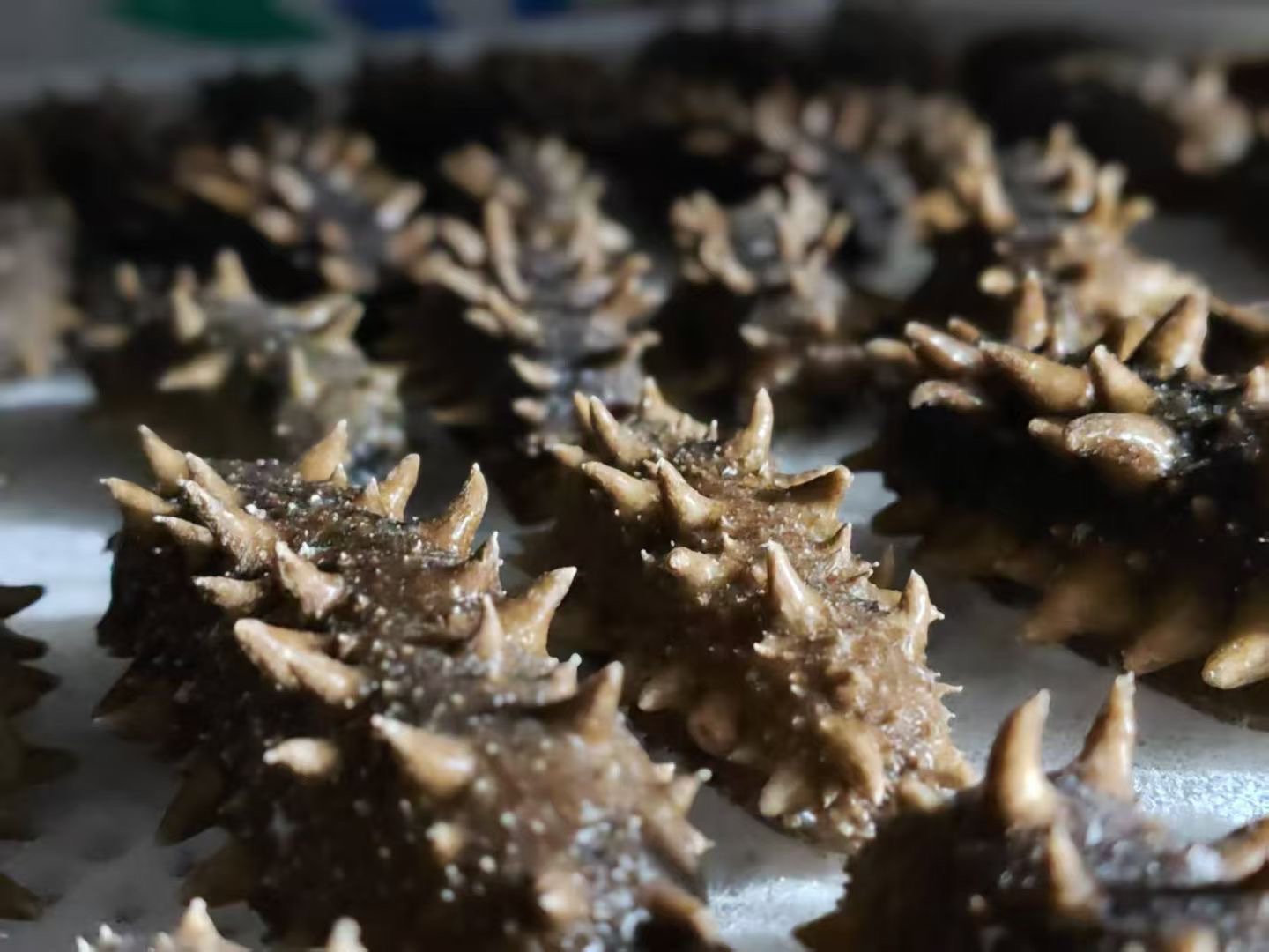 青岛田横即食海参