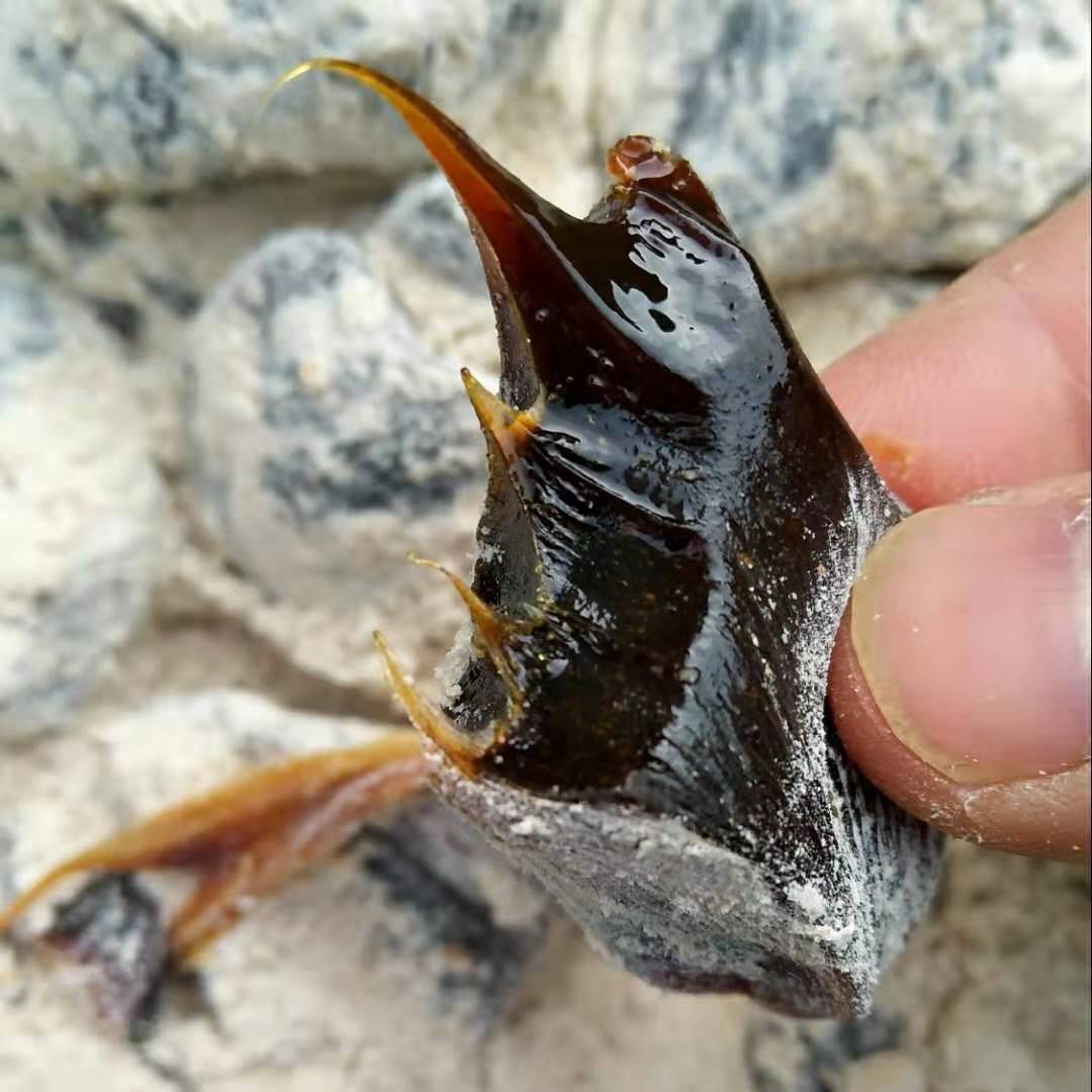 陕南安康特产纯正红薯麦芽糖儿时童年怀旧硬糖叮当糖红苕糖麻糖块