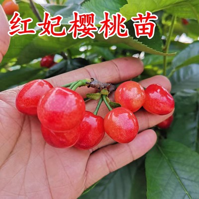 四川正宗红妃樱桃 玛瑙红樱桃树苗车厘子树苗 北南方种植樱桃苗树