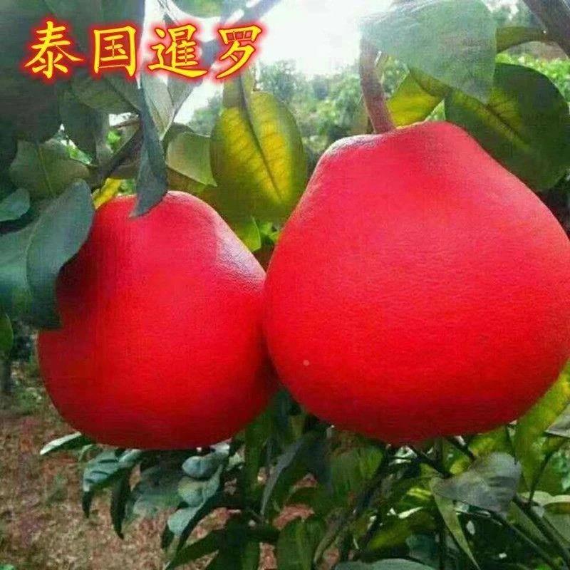 新品种正宗暹罗红柚苗红心柚红皮柚子嫁接无籽蜜柚树苗南北方种植