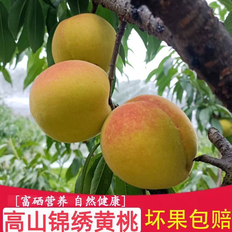 【锦绣黄桃】湖南高山原产地露天黄桃现摘现发脆甜爆汁新鲜水果A
