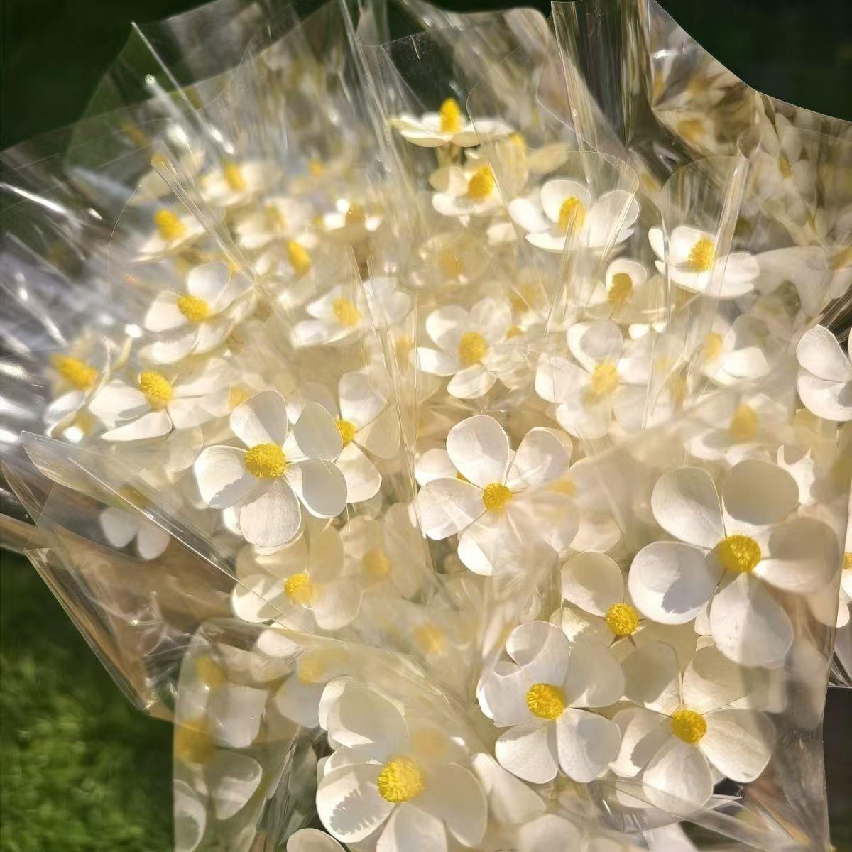 紫罗兰五叶干花手工花艺花束永生花白色真花风干天然花店插花永生