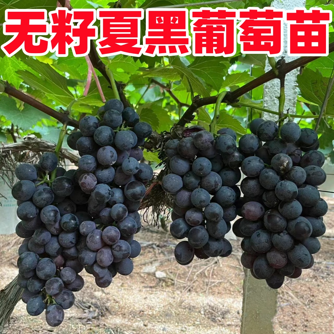 夏黑葡萄树苖高甜无核葡萄苗耐寒庭院爬藤无籽葡萄树南方北方种植