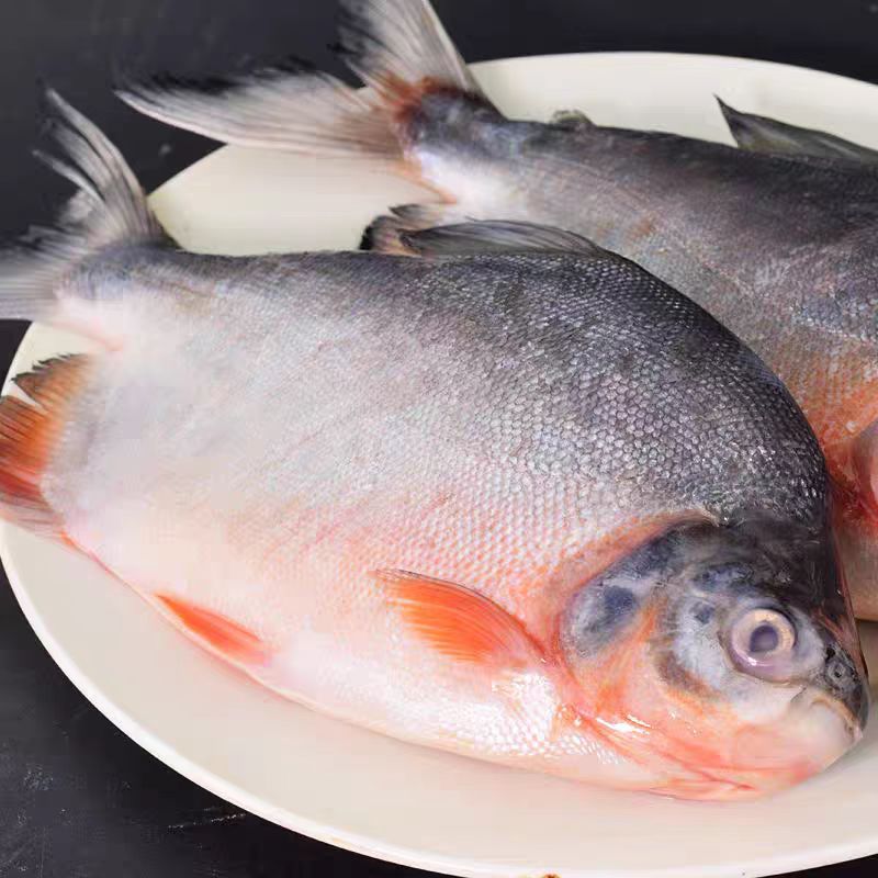 连云港超大号鲜活速冻红鲳鱼600g-750g/条净重6.5斤 肉厚刺少鲜美