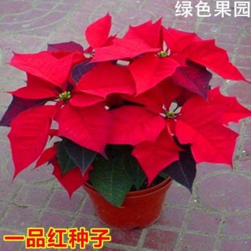 今年爆品一品红种子 室内观叶植物 圣诞花卉盆栽阳台四季 圣诞红