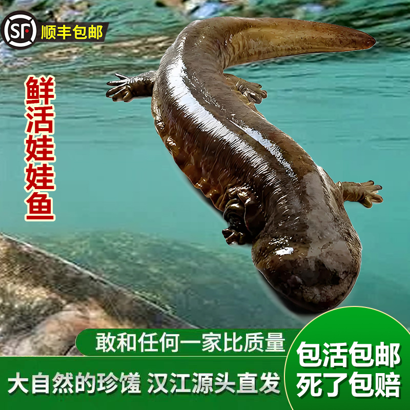 【现场称重一称一拍】基地直发人工养殖娃娃鱼鲜活淡水鱼食用海鲜