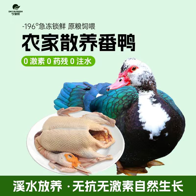 【今聚鲜】散养番鸭净重6.5斤左右新鲜现杀红烧爆炒
