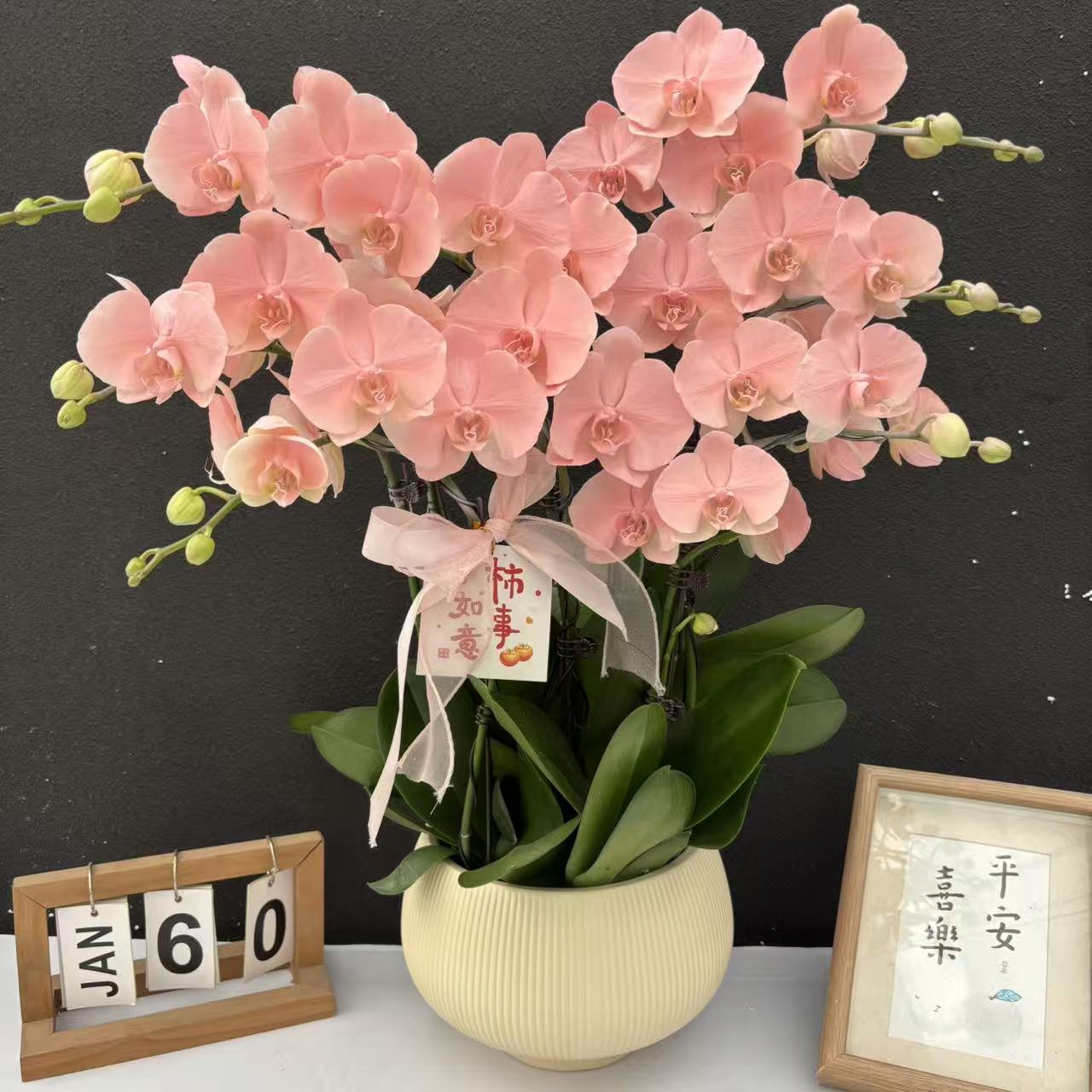 （火烈鸟）爆款蝴蝶兰喷色晕染工艺花卉鲜花高级盆栽观花花卉