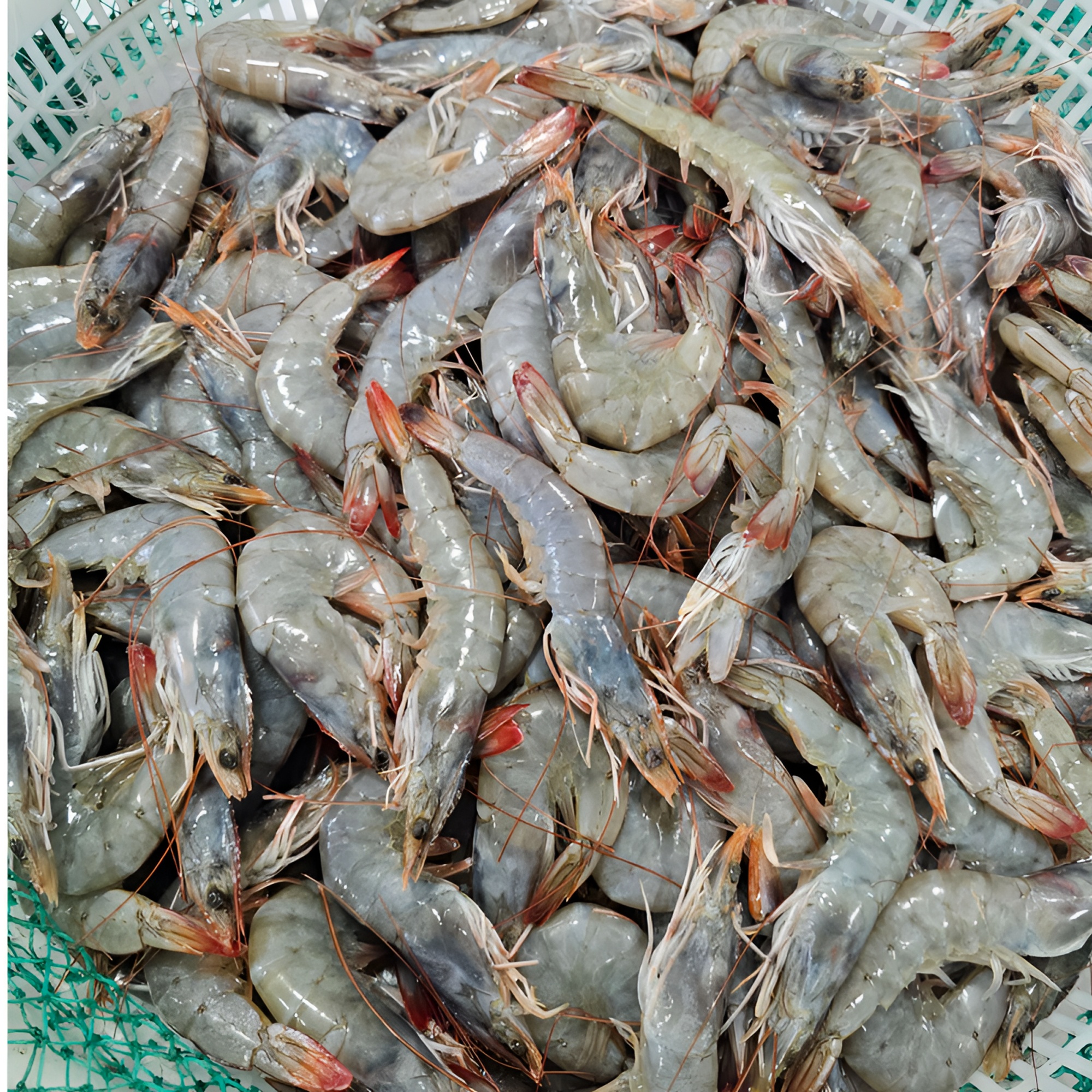 25-30大连海捕大虾15 厘米左右速冻锁鲜【顺丰包邮】