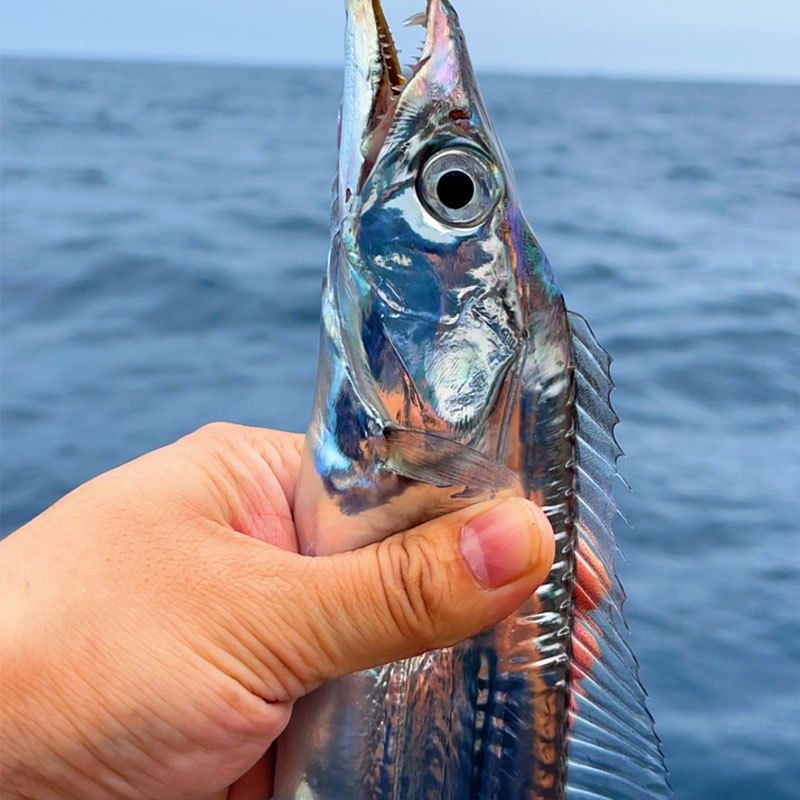 【顺丰】正宗舟山海钓小眼睛带鱼顺丰空运冷链发货鲜货直邮到你家