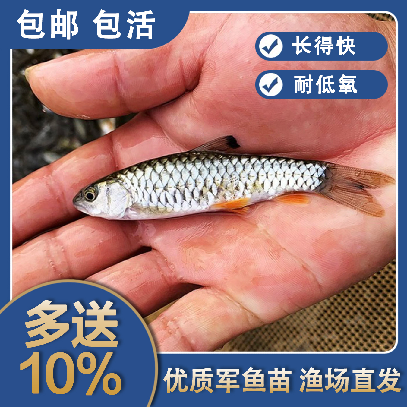 广东军鱼学名光倒刺鲃饲料淡水水族活体