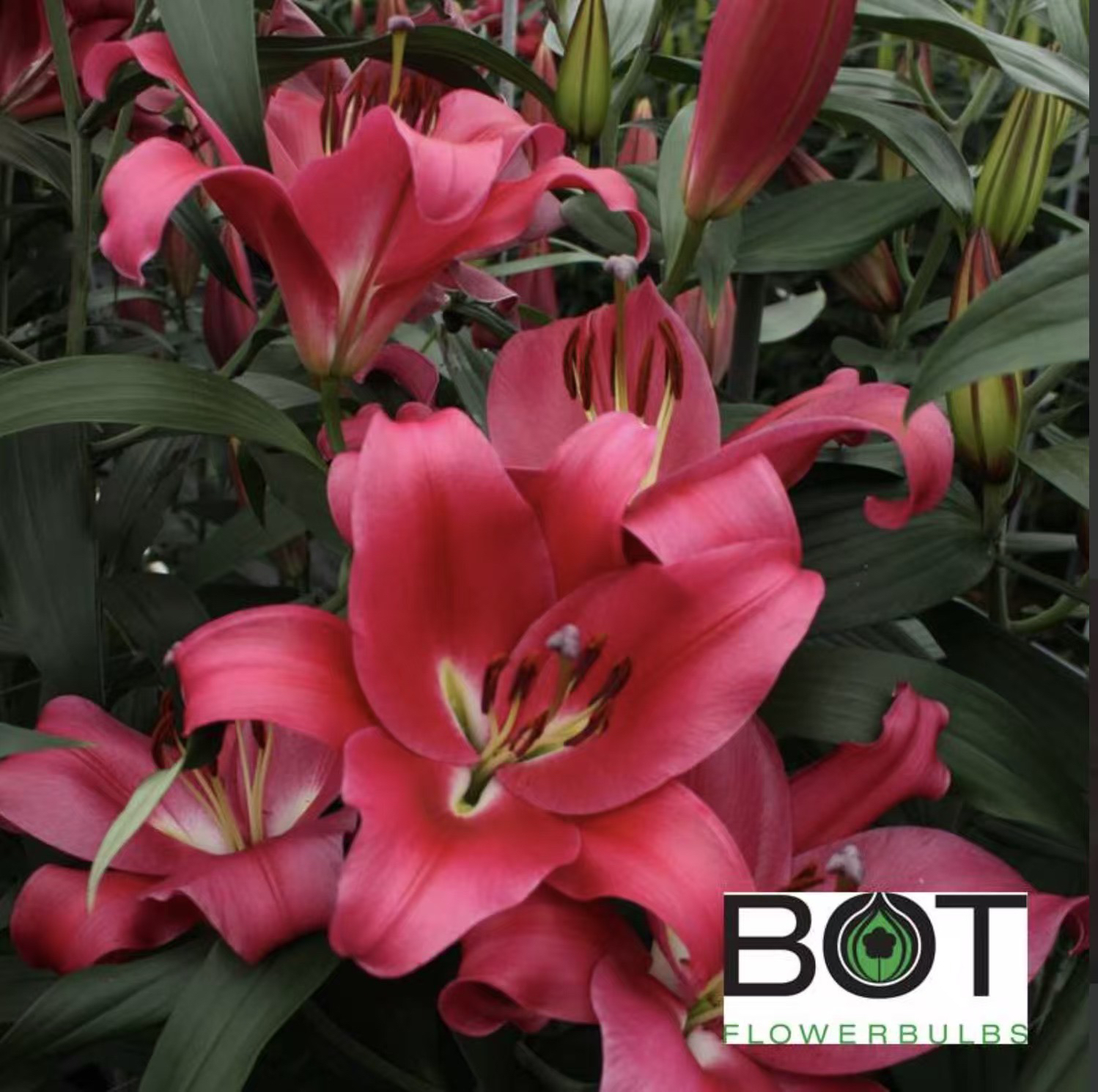 《大中国红周长22/24cm》进口单瓣香水百合种球1颗