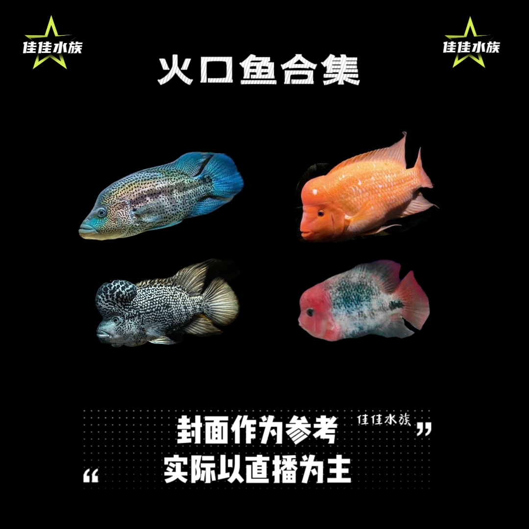 【大型美鲷】道氏火口 迈达斯 紫红火口 网文火口 蓝霸王 玉面皇冠