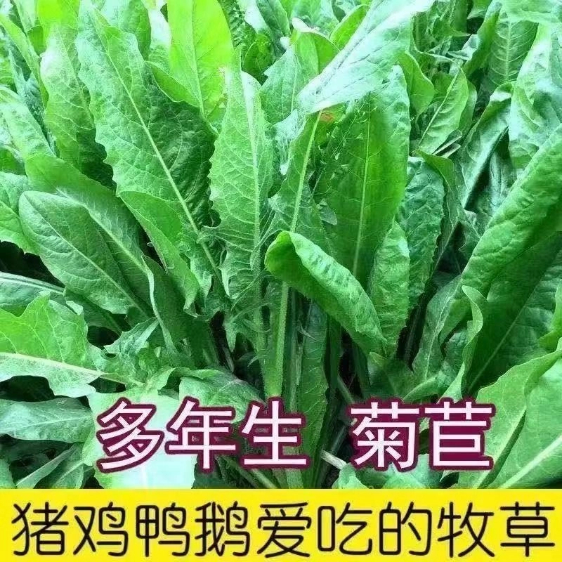 大叶菊苣种子多年生兔子猪牛鱼喂鸡鸭鹅草种耐热耐寒养殖牧草种籽