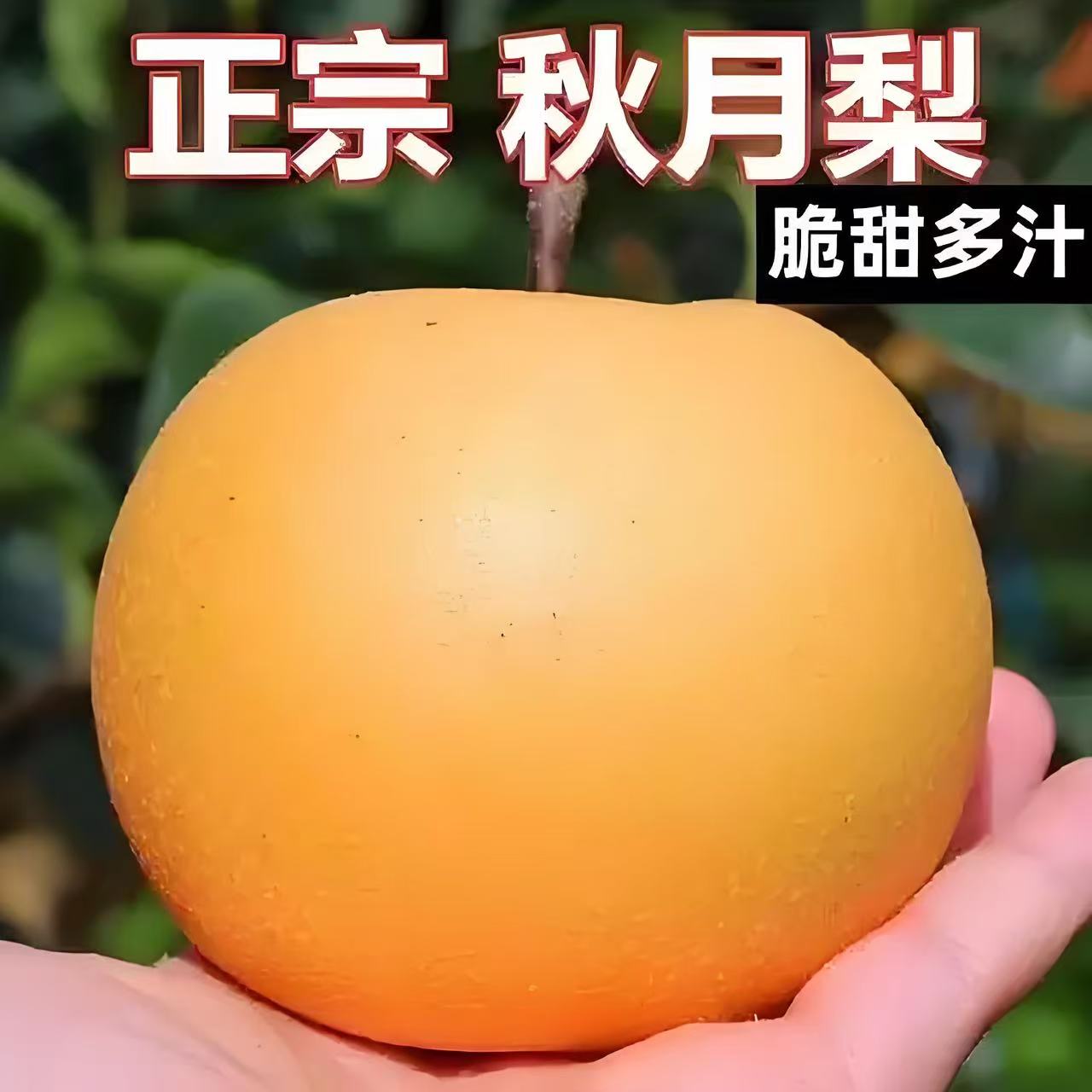 【顺丰↗正宗山东莱阳秋月梨】核心产区秋月梨脆甜多汁细腻化渣