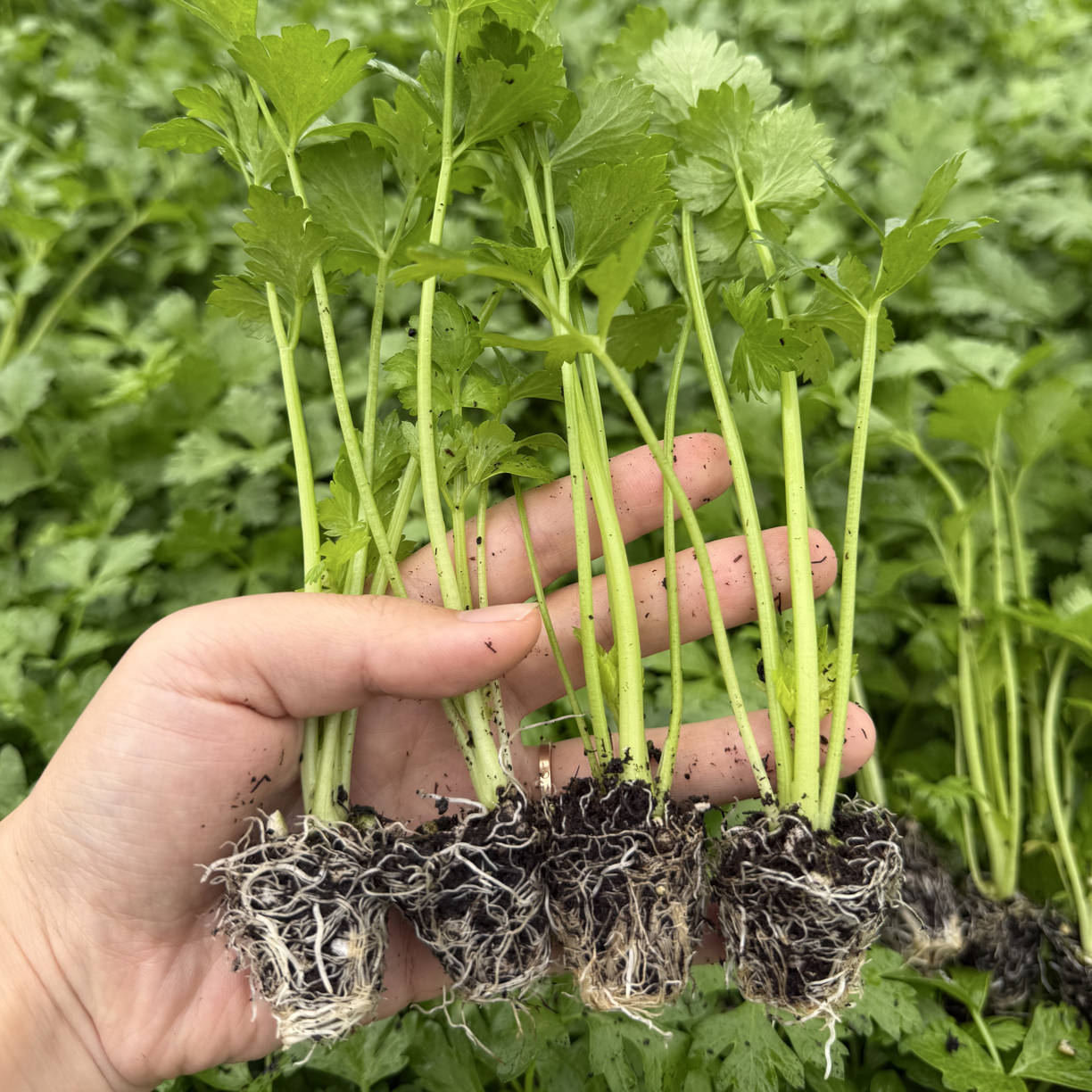 寿光源头厂家直发盆栽地栽露天种植脆嫩无筋皇后西芹苗芹菜苗秧苗
