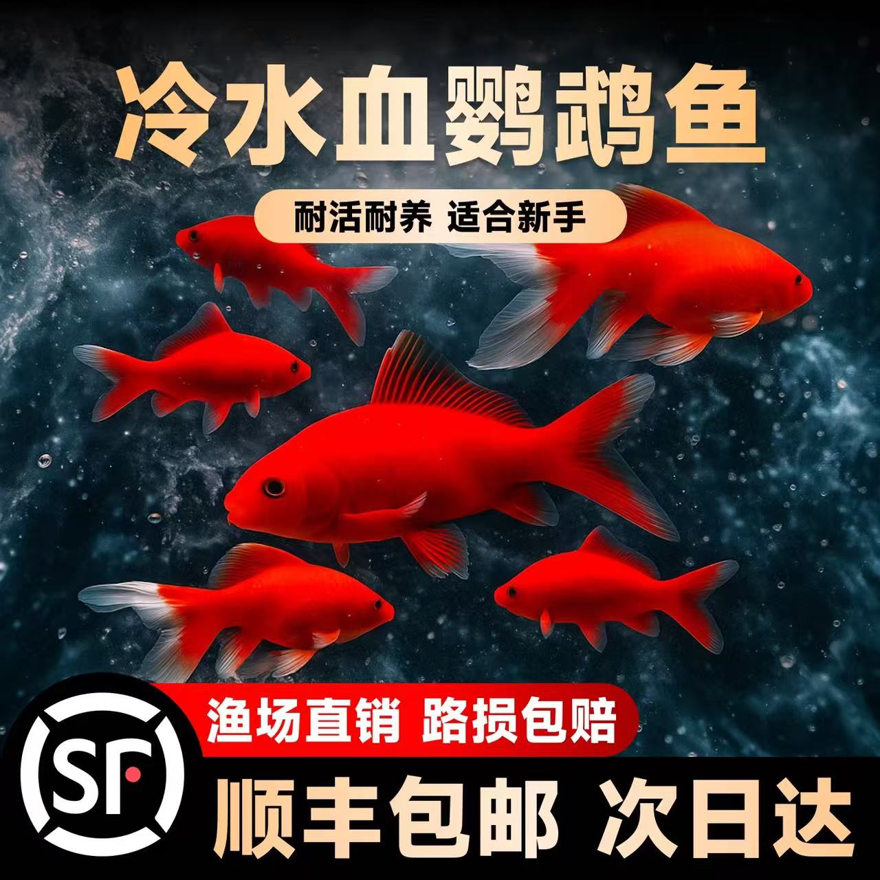 冷水鹦鹉鱼招财鱼淡水鱼好养耐活发财鱼活体金鱼苗冷水观赏鱼
