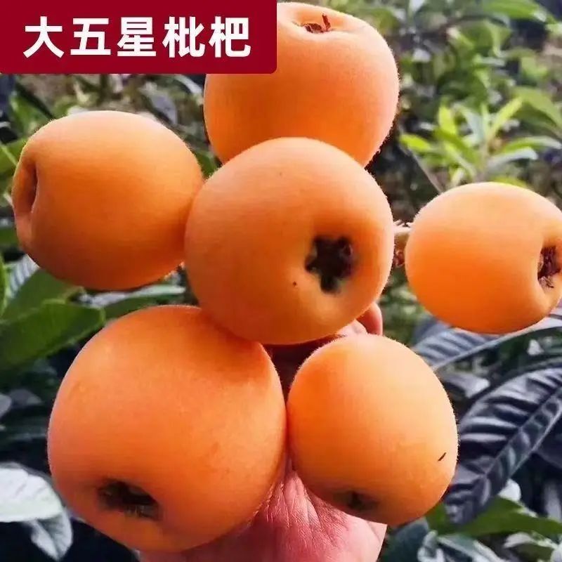 枇杷树苗大五星枇杷苗耐寒品种南北种植现挖现发