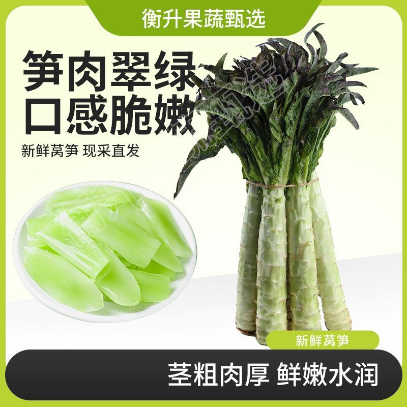 云南露天种植新鲜紫叶莴笋农家现摘现发自然成熟