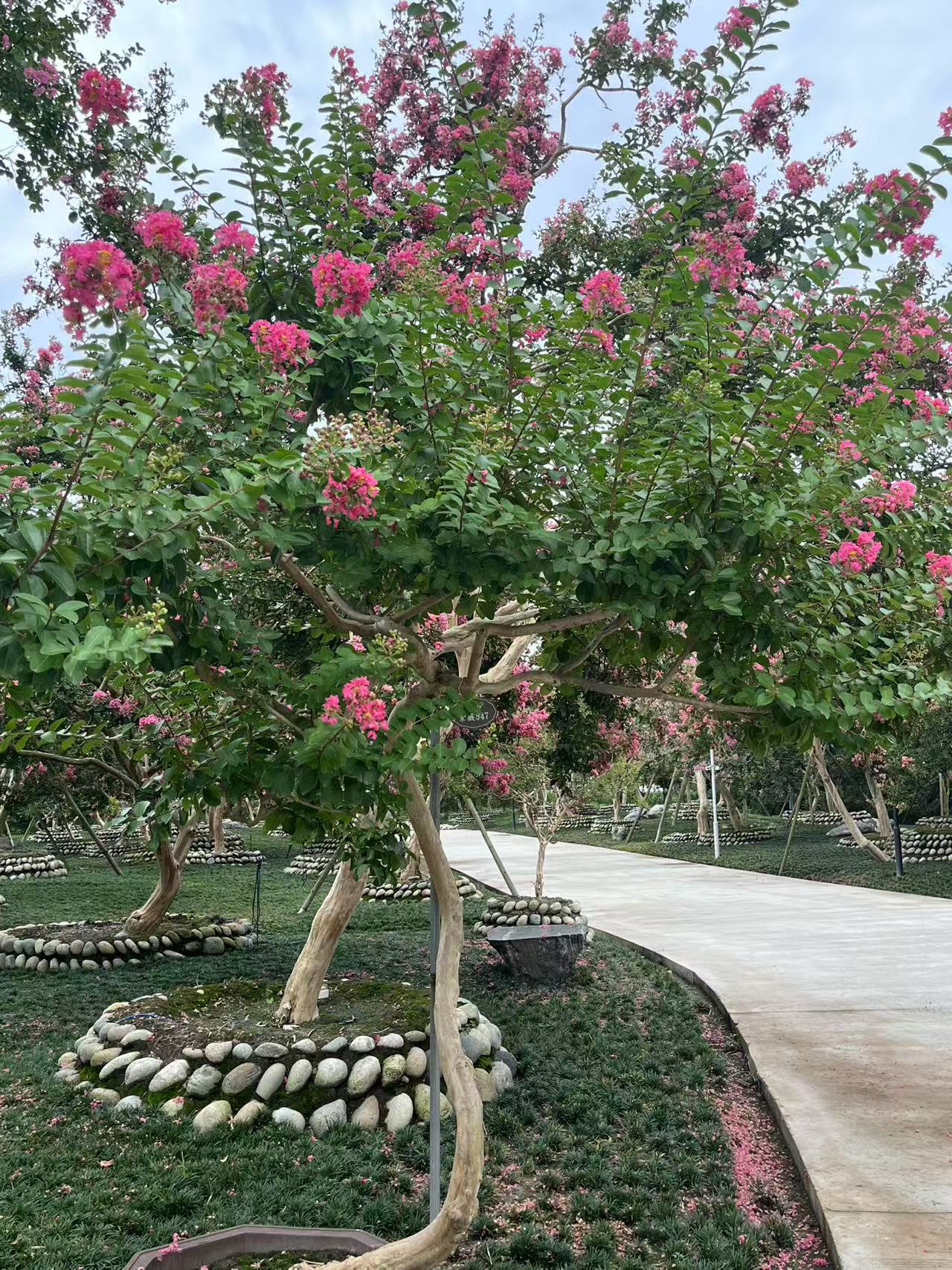 正宗川红老桩紫薇（一物一怕）室外绿植