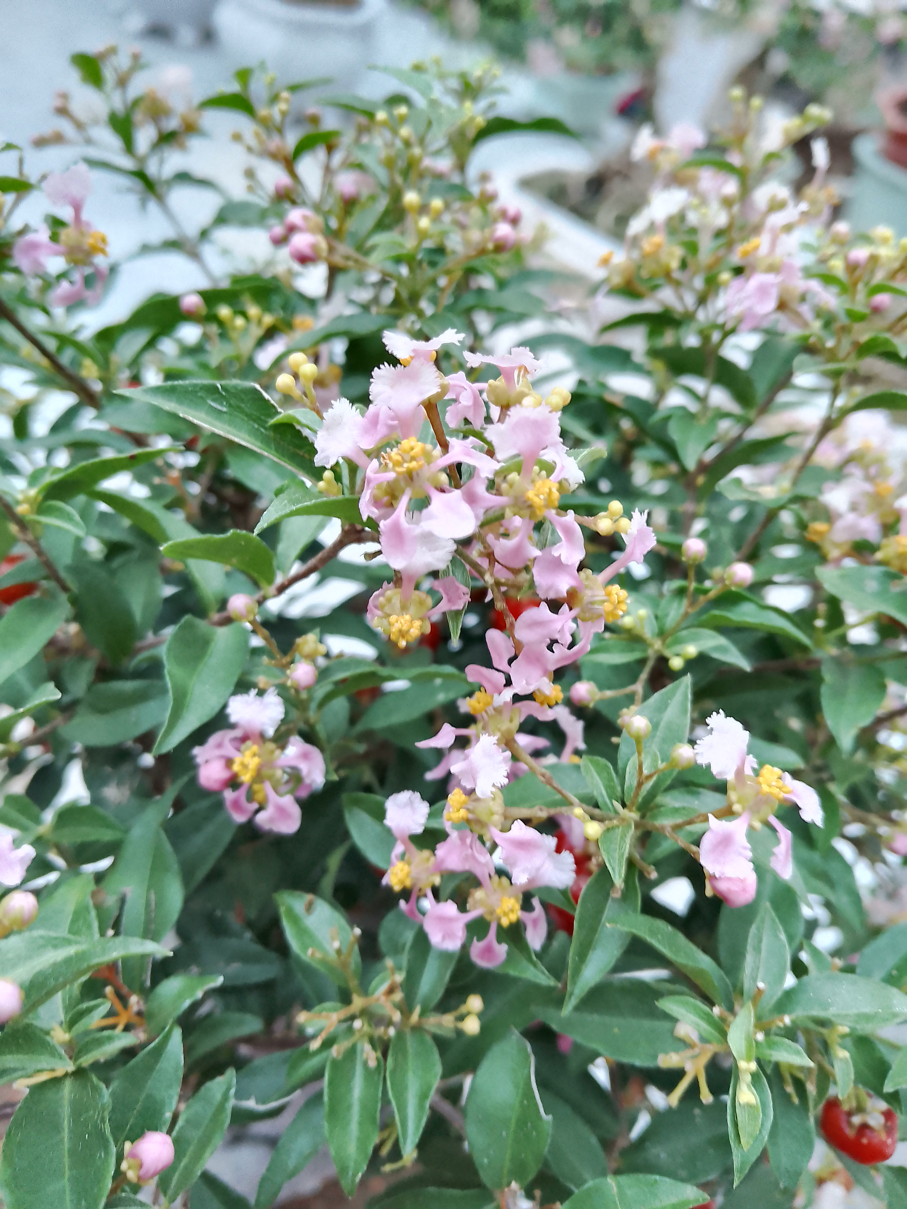 李氏樱桃素材好养易活办公室内桌面阳台四季常青