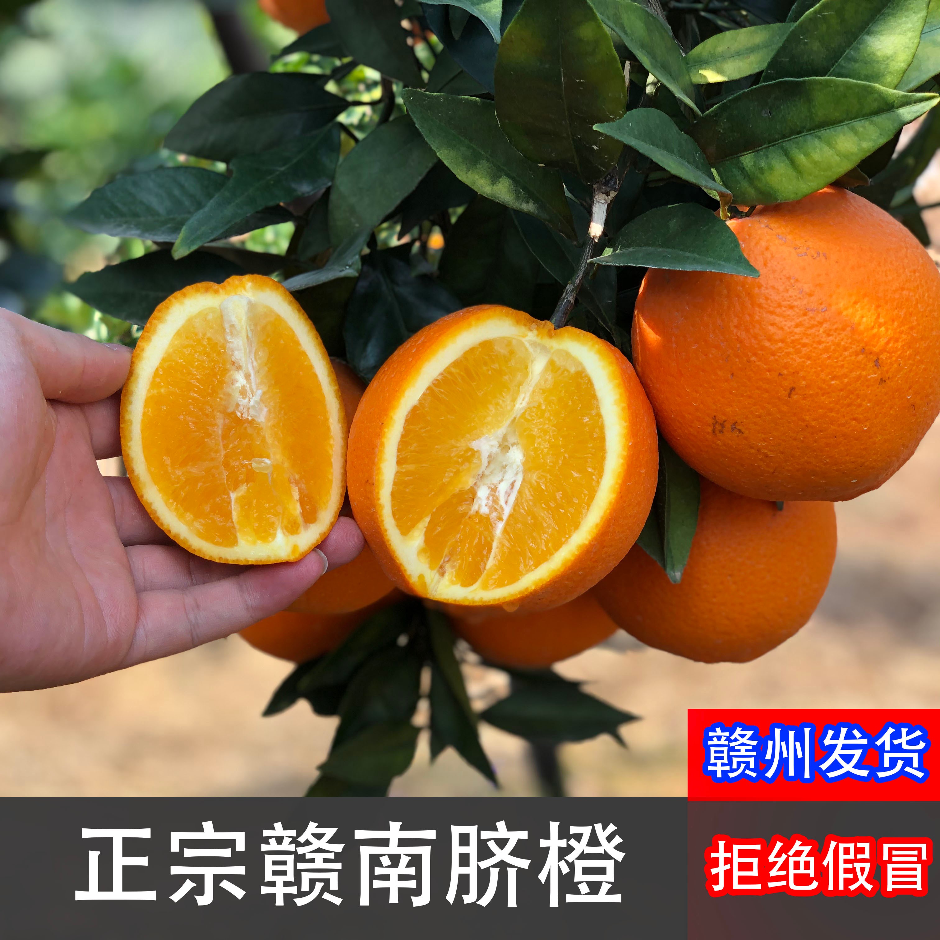 【现摘现发】   正宗赣南脐橙新鲜采摘5-10斤装果园直发整箱孕妇果L