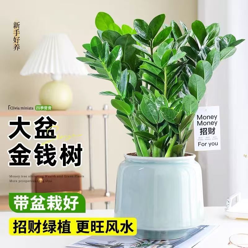 金钱树盆栽植物发财树原土原盆发货客厅室内绿植花卉历史四季常青