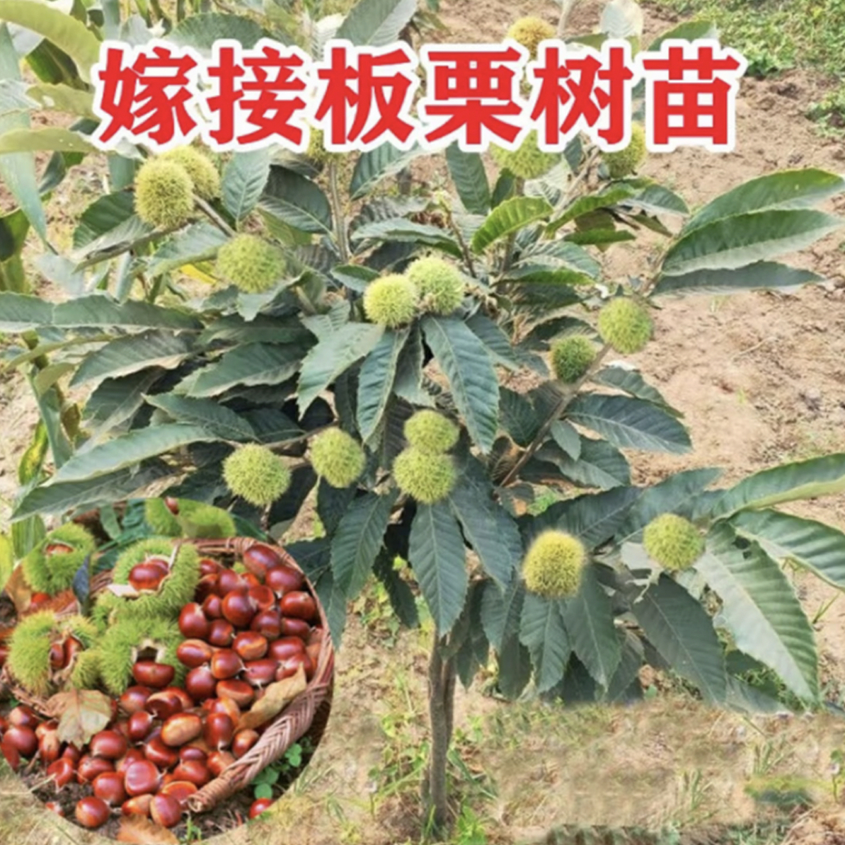 大红袍板栗树苗嫁接迁西板栗苗南北方种植耐寒果树锥栗苗当年结果