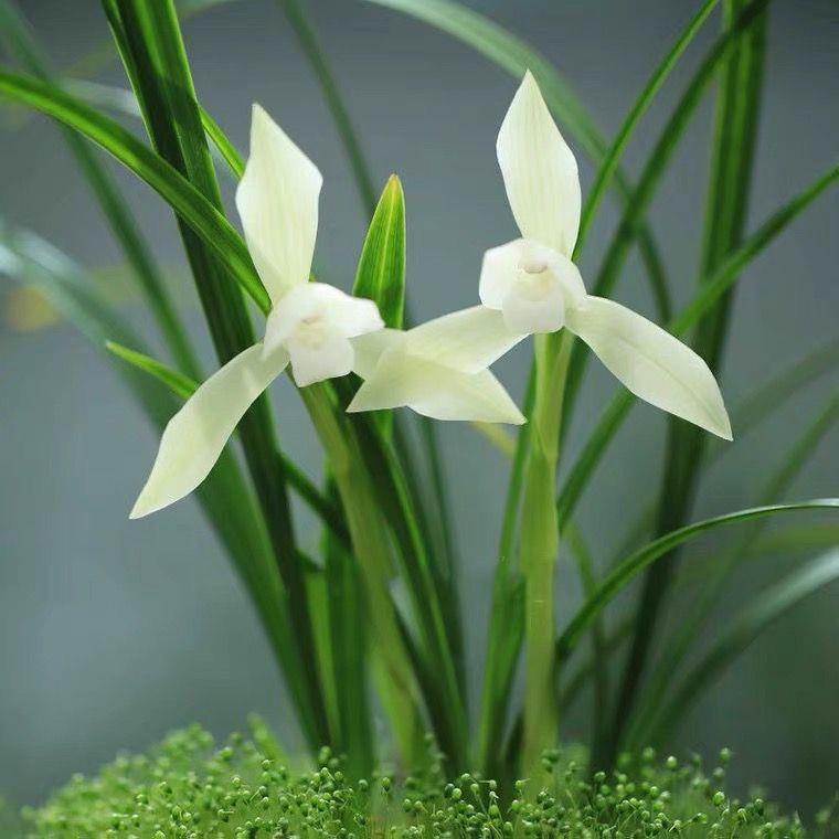 名贵兰花春兰雪影浓香型素花高档室内客厅盆栽花卉绿植