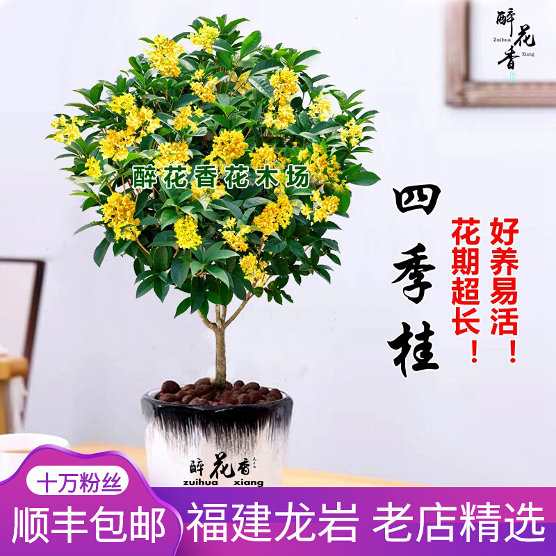 桂花盆栽树苗四季桂超长花期室内盆栽花卉庭院月桂大棵浓香型精选
