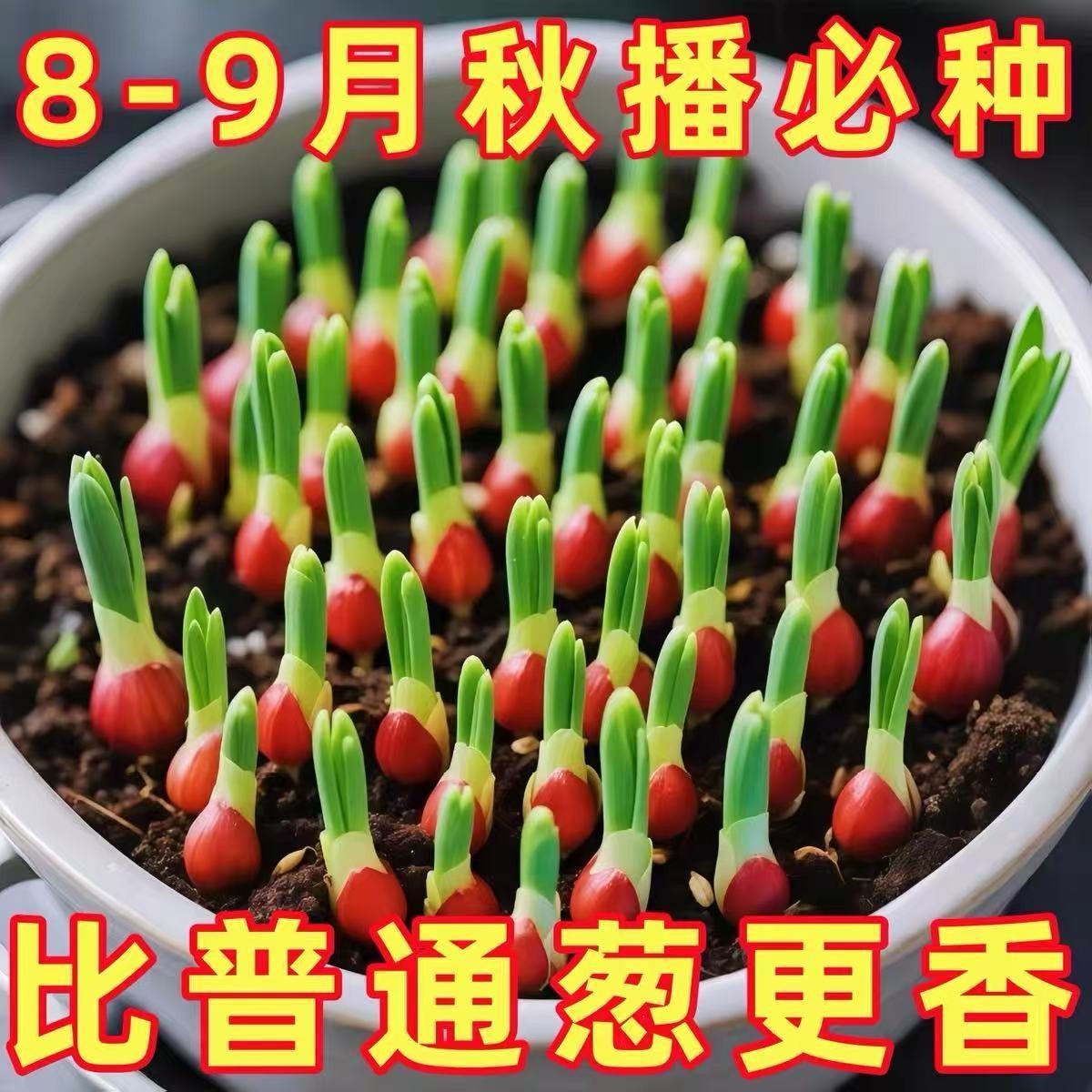 香葱葱头种四季农家小香葱种子四川红葱头种小葱红葱本地火葱头种