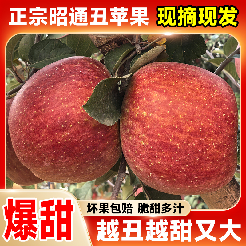 云南昭通糖心苹果（品质糖心丑苹果）核心产地现采