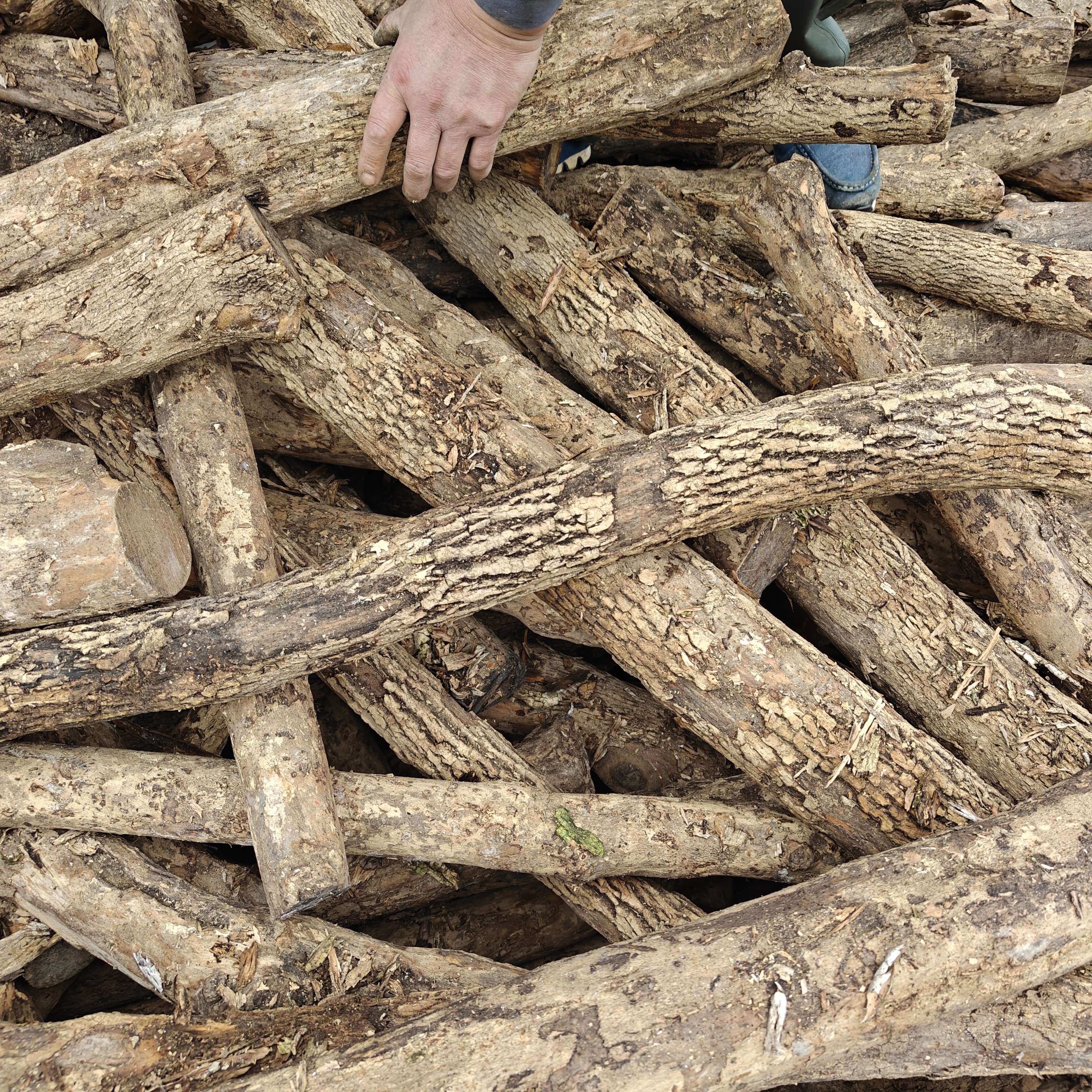 贵州小叶黄杨木干料1号（直径5/6厘米）