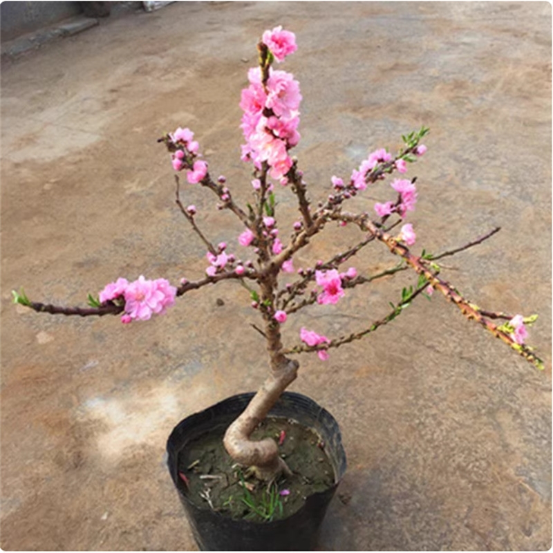 寿星桃苗重瓣桃花寿心桃盆栽盆景桃树碧桃苗观赏地栽苗耐寒植物