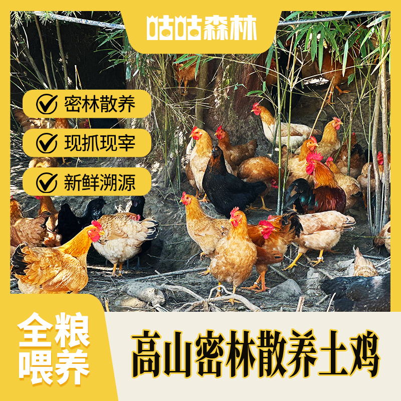 【咕咕森林】散养土鸡 农家林下现抓现宰肉质鲜美三黄鸡五黑鸡