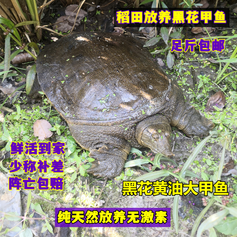 鲜活甲鱼黑花精品中华老鳖生态野养王八食用水鱼水产包活足称食材