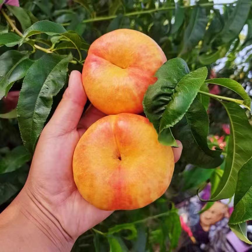 嫁接黄油蟠桃树苗特大果南方北方山坡平原丘陵种植当年结果