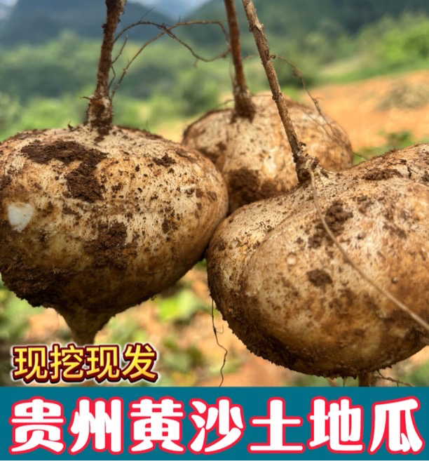贵州高山黄沙土种植地萝卜地瓜凉薯脆甜多汁当季水果（现挖现发）