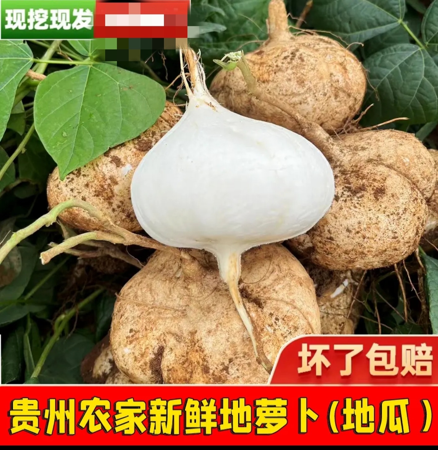 贵州凉薯新鲜白地瓜脆甜现挖地萝卜水果生吃沙地凉瓜批发无渣沙葛