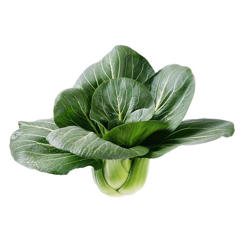 【今年新种】黑大头苏州菜种子矮脚苏州青菜籽四季油菜小青菜蔬菜