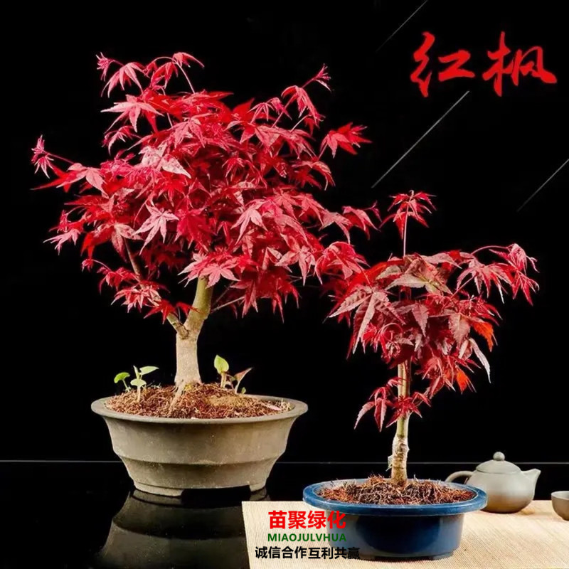 红枫树苗盆栽日本红红舞姬阳台客厅庭院南北方种植盆景耐寒室内外