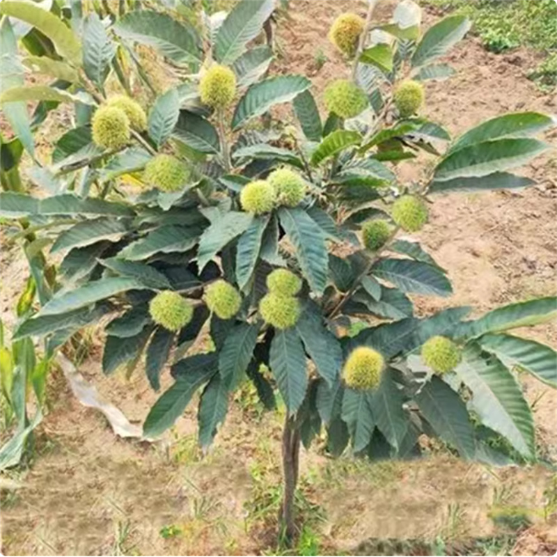 板栗苗树嫁接大红袍地栽特大树苗果树果苗栗子南北方种植当年结果