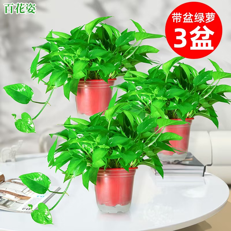 绿萝盆栽室内植物吸甲醛净化空气长藤垂吊绿植喜庆客厅红盆