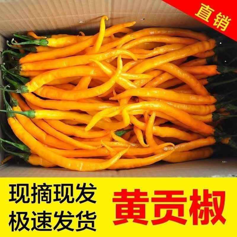 新鲜现摘黄贡椒产地直供餐饮调味
