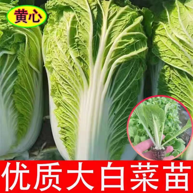 大白菜苗黄心大白菜秧苗地栽盆栽卷心大白菜苗秧黄心秋冬栽培包活