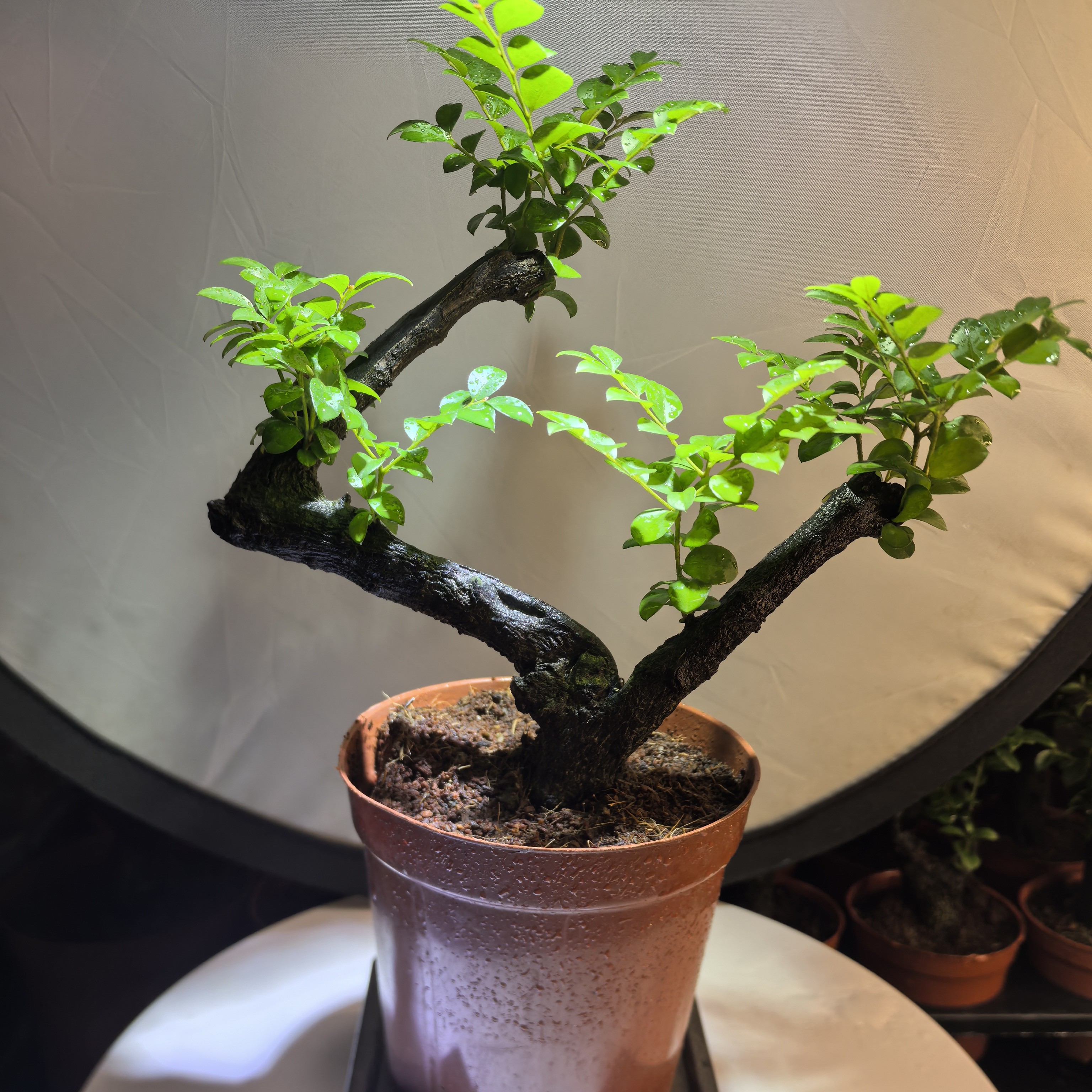 老桩粗壮小叶紫檀批发正宗室内盆栽绿植客厅办公室好养活花农直批